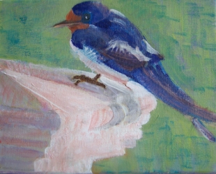 Barn Swallow 1
